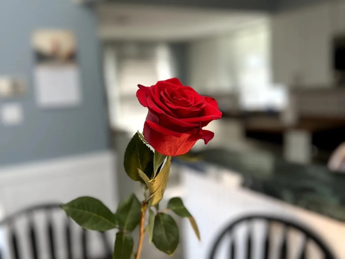 A single red rose on the dining table